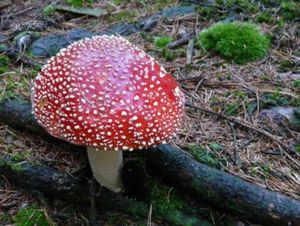 Klikni pro velký obrázek