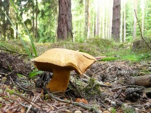 Klikni pro velký obrázek