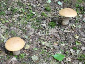 Klikni pro velký obrázek