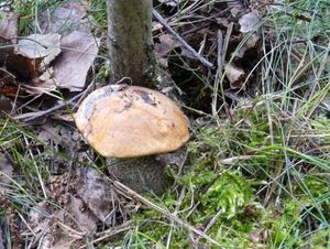 Klikni pro velký obrázek