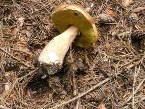 Klikni pro velký obrázek