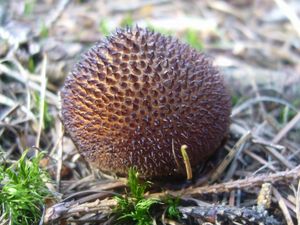 Klikni pro velký obrázek