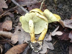 Klikni pro velký obrázek