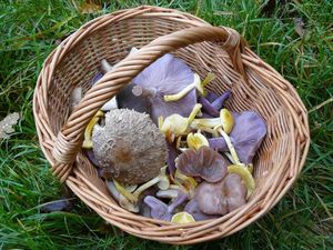 Klikni pro velký obrázek