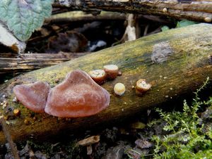 Klikni pro velký obrázek