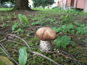 Klikni pro velký obrázek