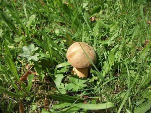 Klikni pro velký obrázek