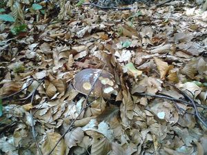 Klikni pro velký obrázek