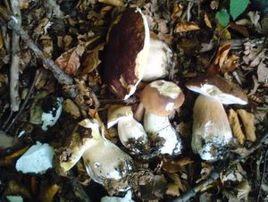 Klikni pro velký obrázek