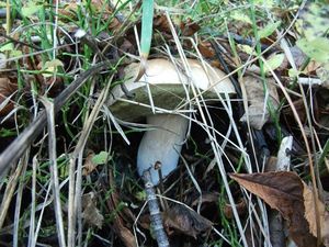 Klikni pro velký obrázek