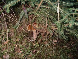 Klikni pro velký obrázek