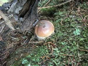 Klikni pro velký obrázek