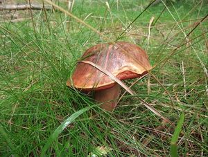 Klikni pro velký obrázek