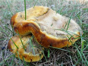 Klikni pro velký obrázek