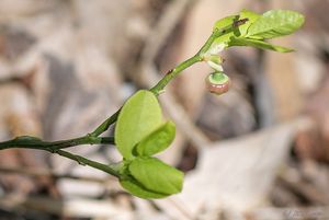 Brusnice borůvka (Vaccinium myrtillus)