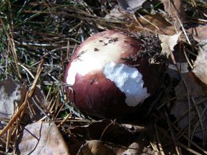 Klikni pro velký obrázek