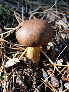 Klikni pro velký obrázek