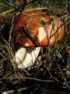 Klikni pro velký obrázek