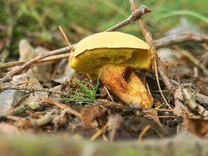 Klikni pro velký obrázek