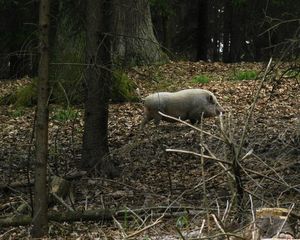 Klikni pro velký obrázek
