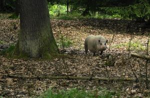 Klikni pro velký obrázek