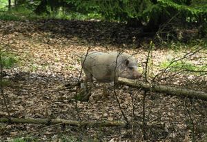 Klikni pro velký obrázek