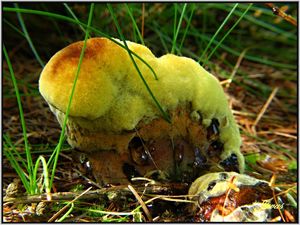 Klikni pro velký obrázek