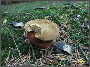 Klikni pro velký obrázek