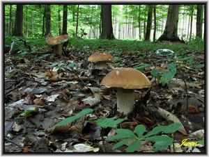 Klikni pro velký obrázek