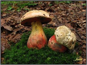 Klikni pro velký obrázek