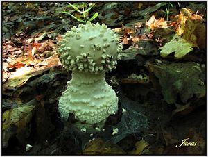 Klikni pro velký obrázek