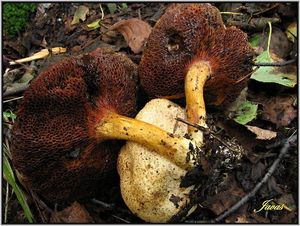 Klikni pro velký obrázek