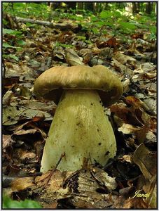 Klikni pro velký obrázek