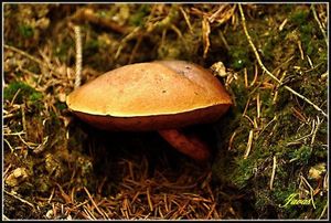 Klikni pro velký obrázek