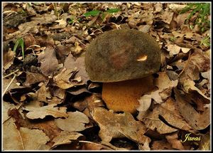 Klikni pro velký obrázek