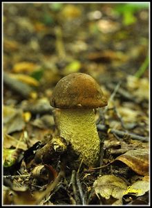 Klikni pro velký obrázek