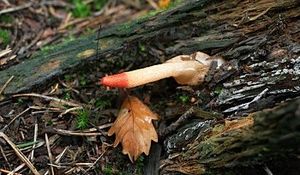 Klikni pro velký obrázek