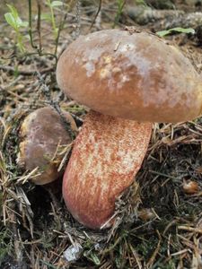 Klikni pro velký obrázek