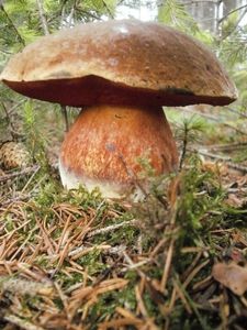 Klikni pro velký obrázek