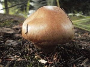 Klikni pro velký obrázek