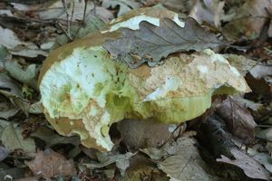 Klikni pro velký obrázek