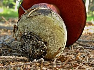 Klikni pro velký obrázek