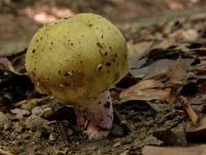 Klikni pro velký obrázek