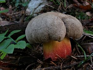 Klikni pro velký obrázek