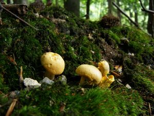 Klikni pro velký obrázek