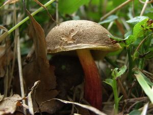 Klikni pro velký obrázek