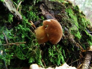 Klikni pro velký obrázek