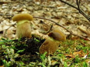 Klikni pro velký obrázek