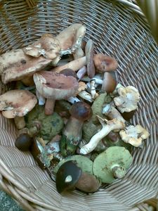 Klikni pro velký obrázek