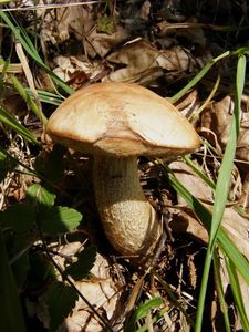 Klikni pro velký obrázek